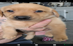 Labrador Retriever dogs for sale: Beautiful Labrador puppy's  - Image 1