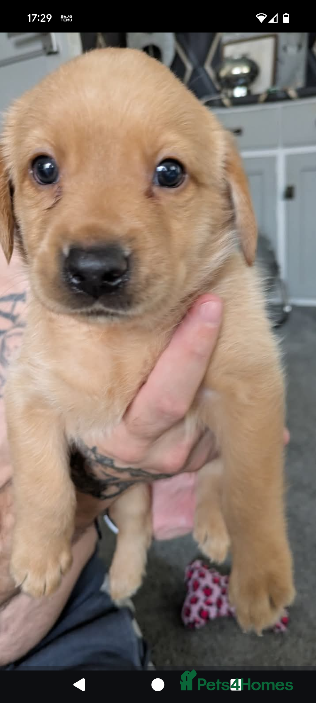 Labrador Retriever dogs for sale: Beautiful Labrador puppy's  - Image 1