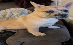 Mixed Breed dogs for sale: 3x Female French Bulldog X Chow Chow puppies.   - Advert 6