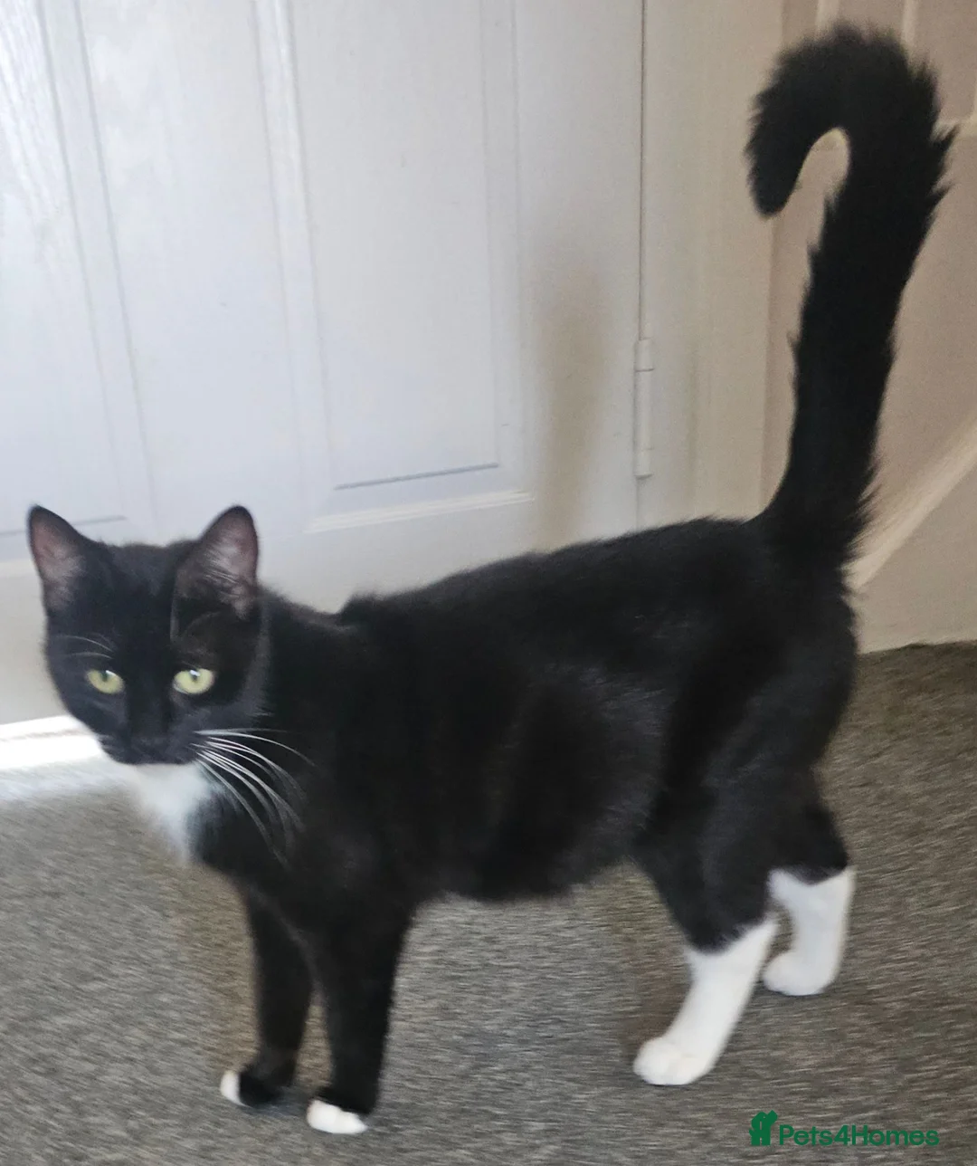 Mixed Breed cats for sale: Kittens for sale  - Advert 11