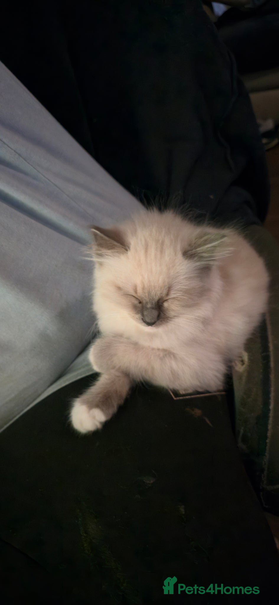 Ragdoll cats for sale: Charley - Advert 1