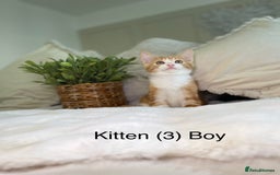 Mixed Breed cats for sale: 5 beautiful kittens 8 weeks old ready now  - Image 6