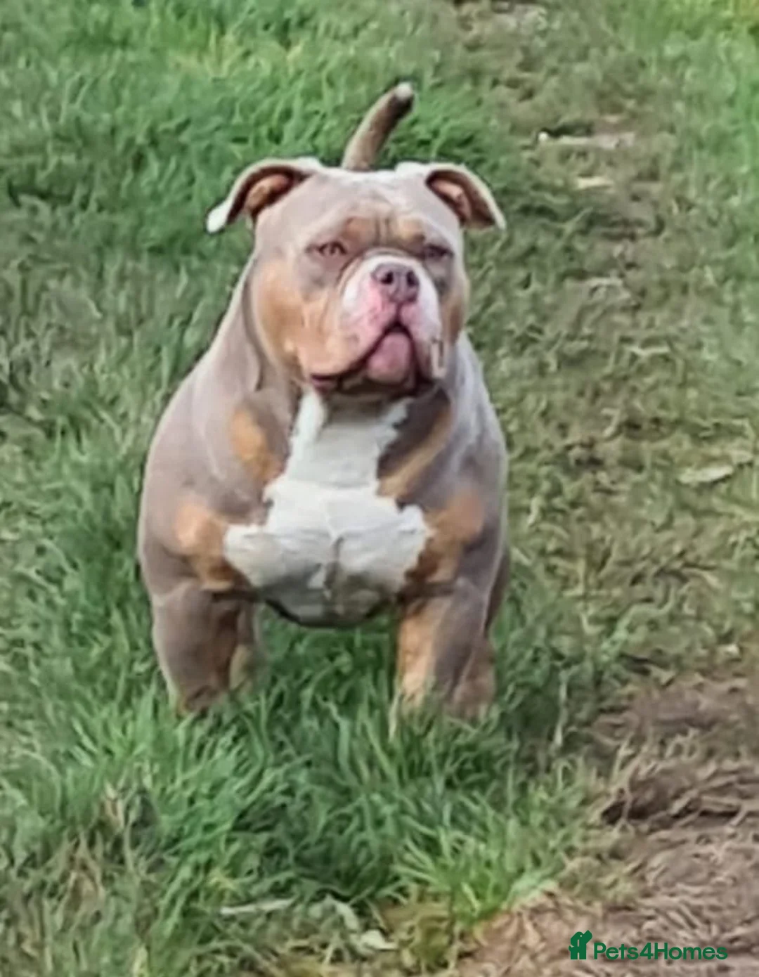 American Bully dogs for stud: American Pocket Bully PROVEN ! in Dartford - Advert 15