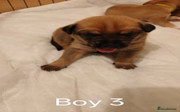 Mixed Breed dogs for sale: German Staffy Litter Available 12/10/25 - Image 7