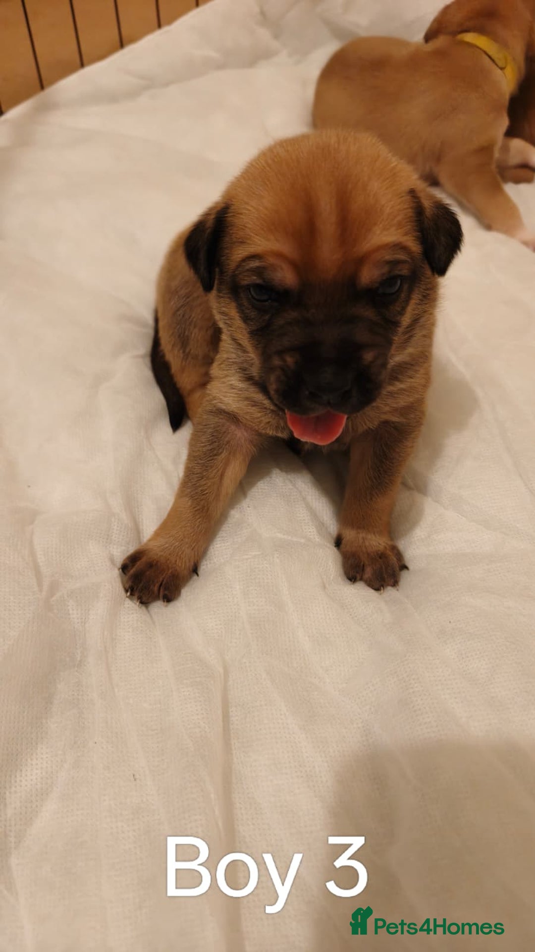 Mixed Breed dogs for sale: German Staffy Litter Available 12/10/25 - Image 7