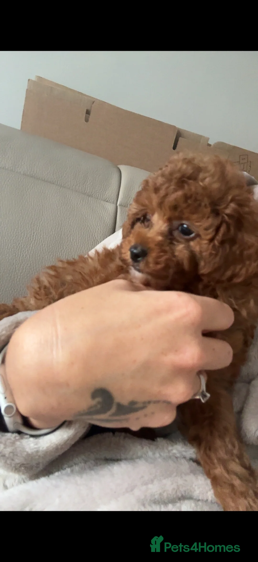 Toy Poodle dogs for sale: Toy poodle  in Sheffield - Advert 3