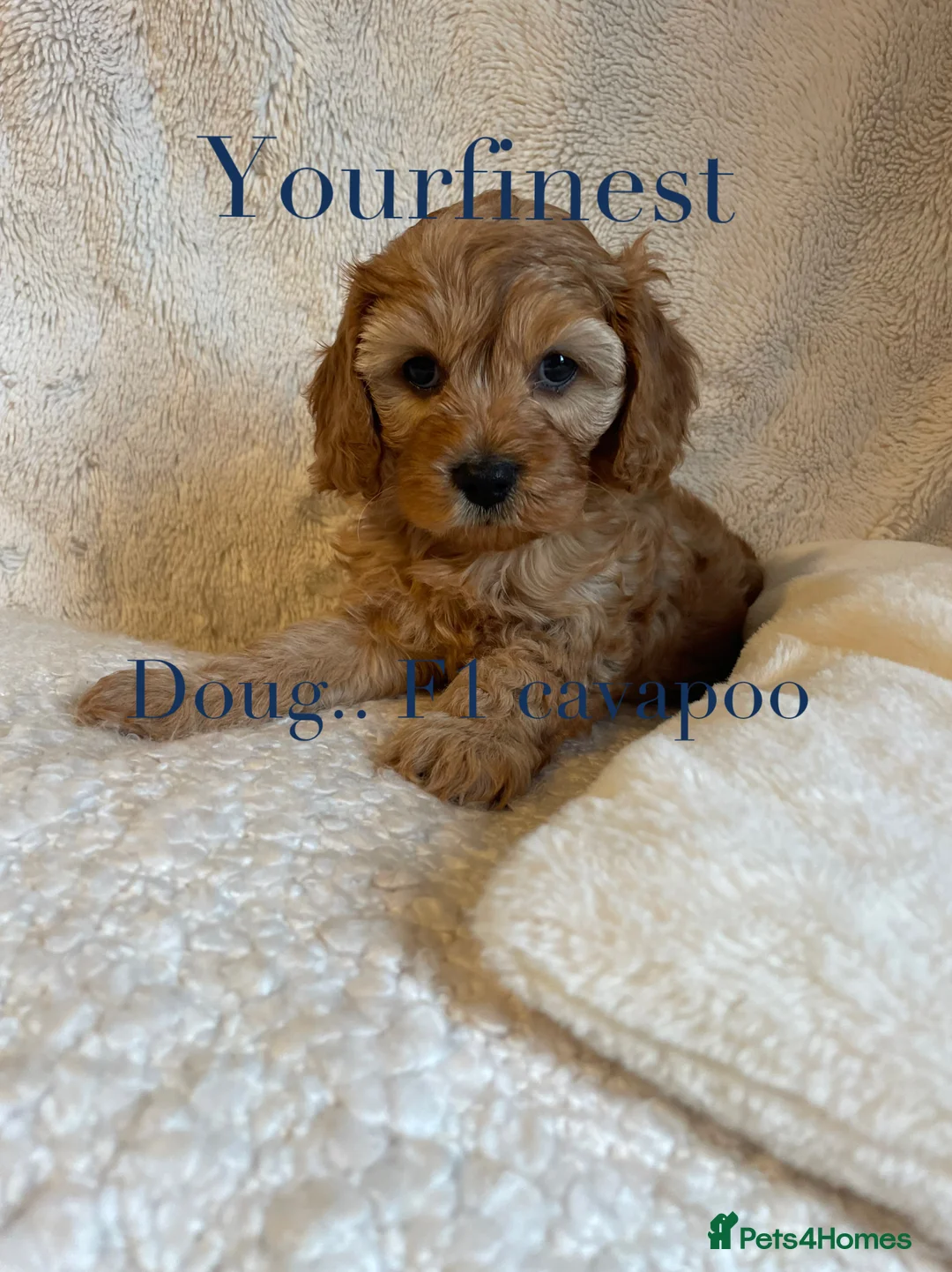 Cavapoo dogs for sale: Perfect F1 Cavapoos ⭐️🩵⭐️🩵⭐️🩵⭐️ in West Malling - Advert 9