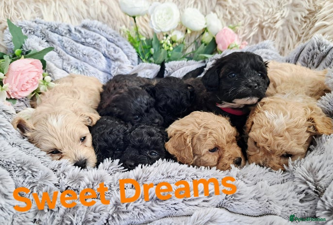 Shihpoo dogs - Advert 1