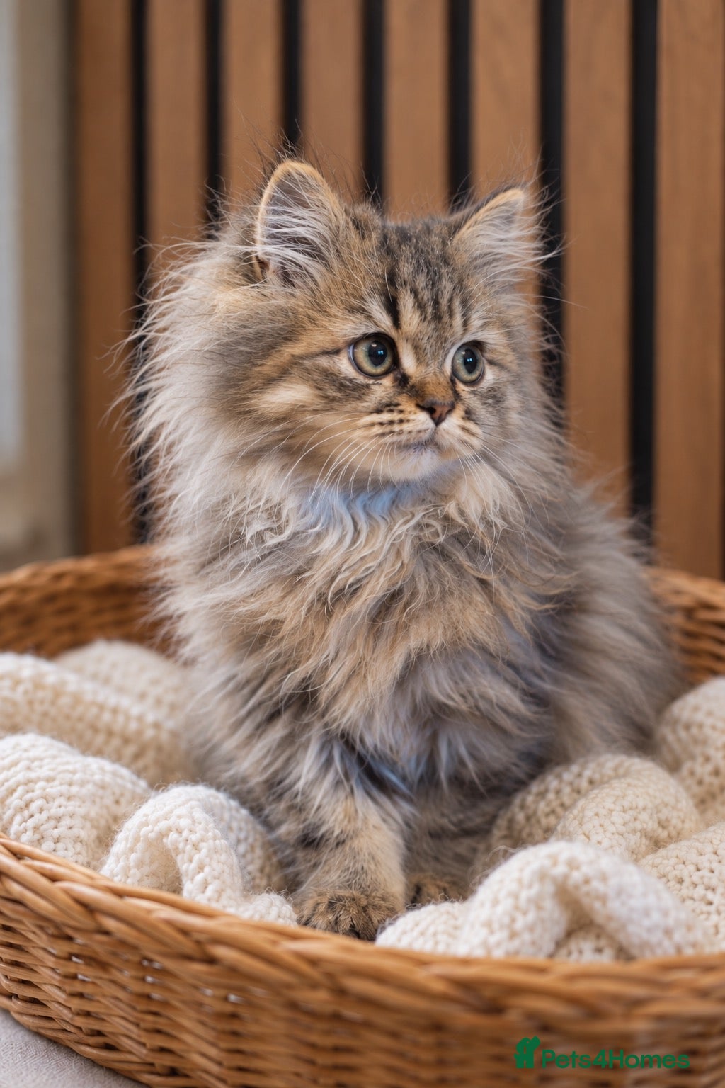 Persian cats Simba | Last of His Litter | Ready Now - Advert 2