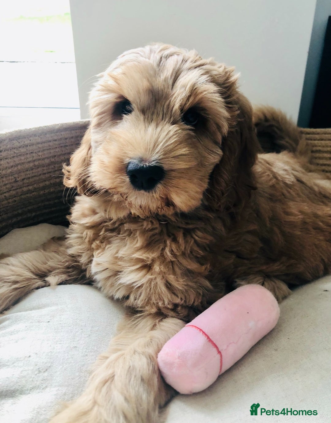 Australian Labradoodle dogs for sale: Quality Multigen Australian Labradoodle Puppies  - Advert 13