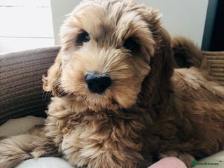 Australian Labradoodle dogs Quality Multigen Australian Labradoodle Puppies - Advert 11