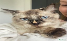 Ragdoll cats for sale: 2 Year old Ragdoll  - Image 5