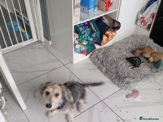 Mixed Breed dogs - Advert 11