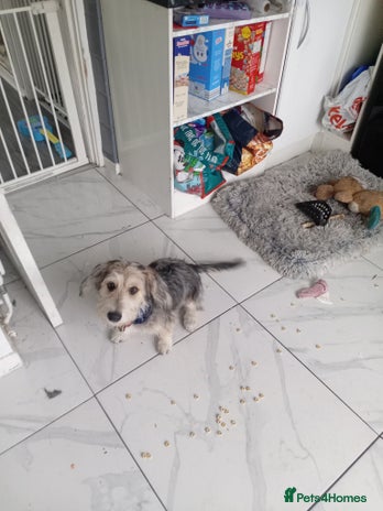 Mixed Breed dogs - Advert 2