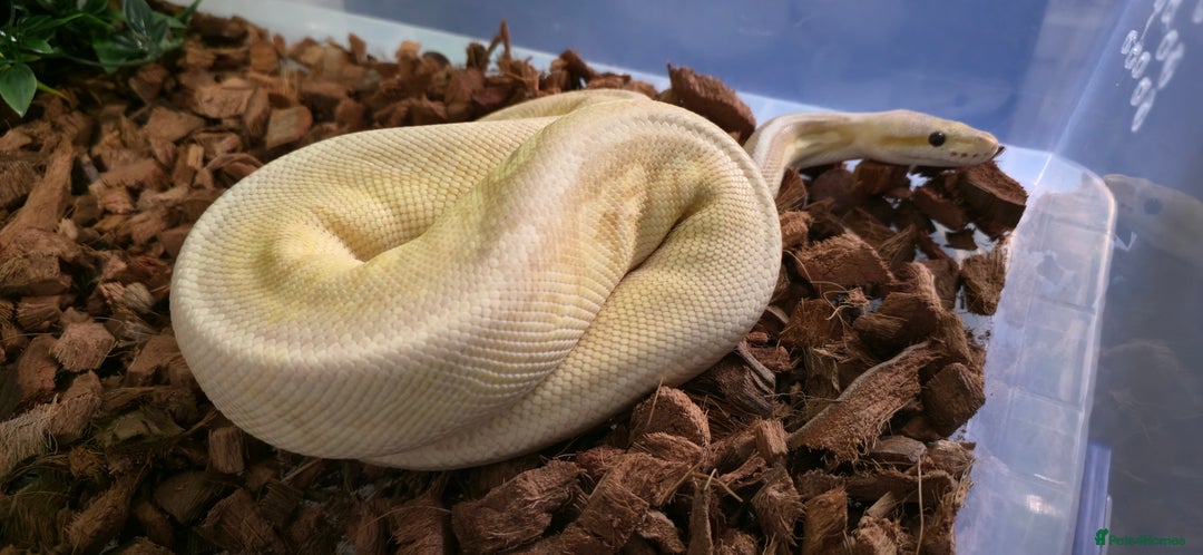Python Snake reptiles for sale: Royal Python Babies and Adults - Image 5