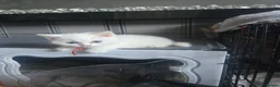 British Shorthair cats for sale: Beautiful kittens  - Advert 5