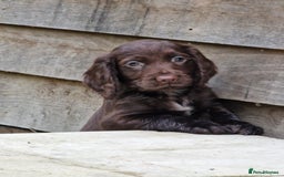 Cocker Spaniel dogs for sale: Cocker Spaniel Puppies  - Advert 5