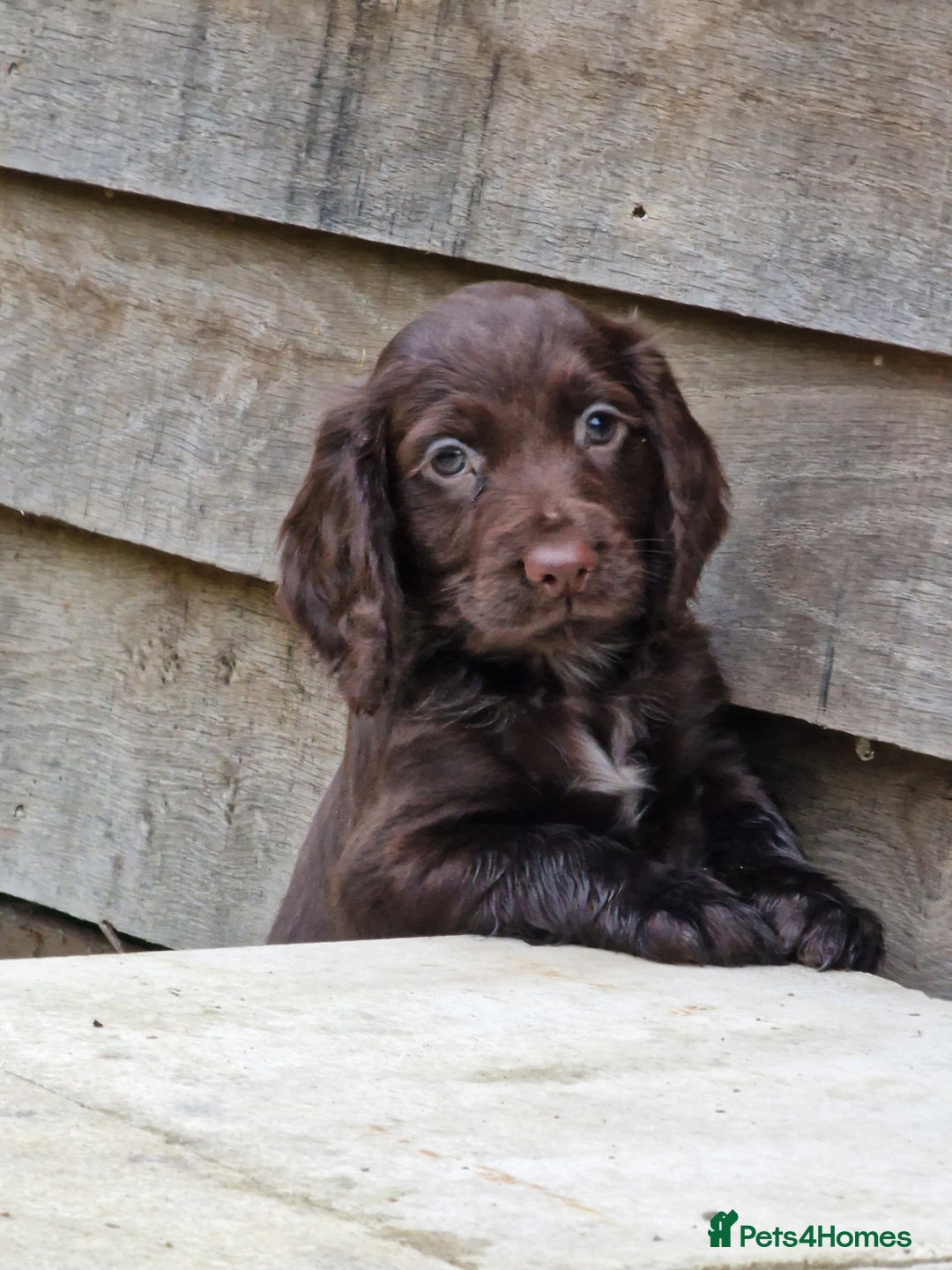 Cocker Spaniel dogs for sale: Cocker Spaniel Puppies  - Advert 5