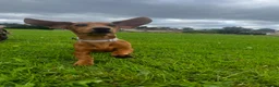 Miniature Dachshund dogs for sale: Lovely mini dachshund  - Advert 2