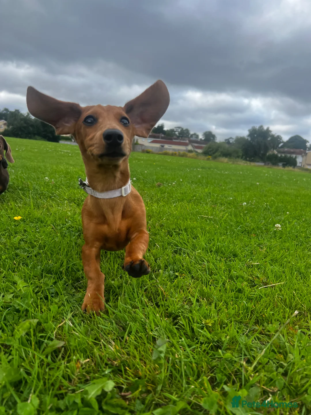 Miniature Dachshund dogs for sale: Lovely mini dachshund  - Advert 2