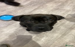 Mixed Breed dogs for sale: Looking for a loving new home - Image 4