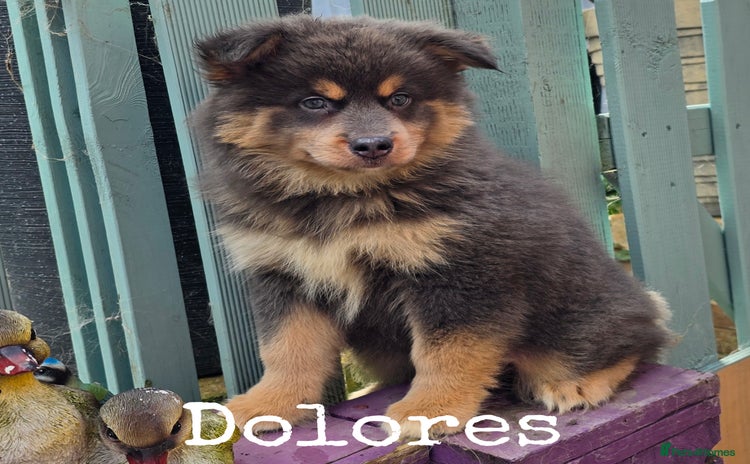 Pomsky dogs - Advert 2