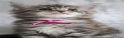 Maine Coon cats for sale: Ready to go, stunning TICA Registered Maine Coons - Advert 28