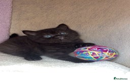 British Shorthair cats for sale: British shorthair kittens  - Image 2