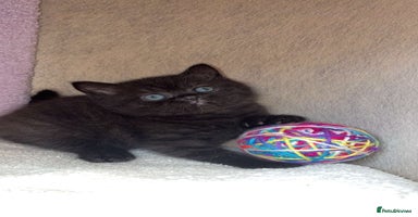 British Shorthair cats - Advert 3