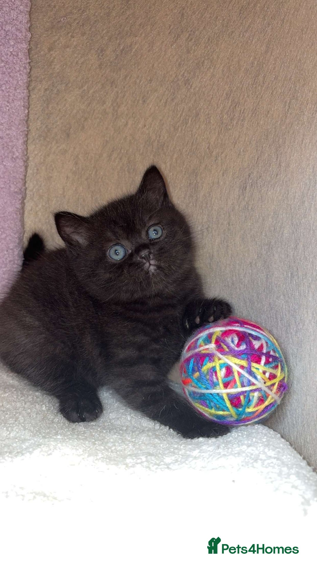 British Shorthair cats for sale: British shorthair kittens  - Image 2