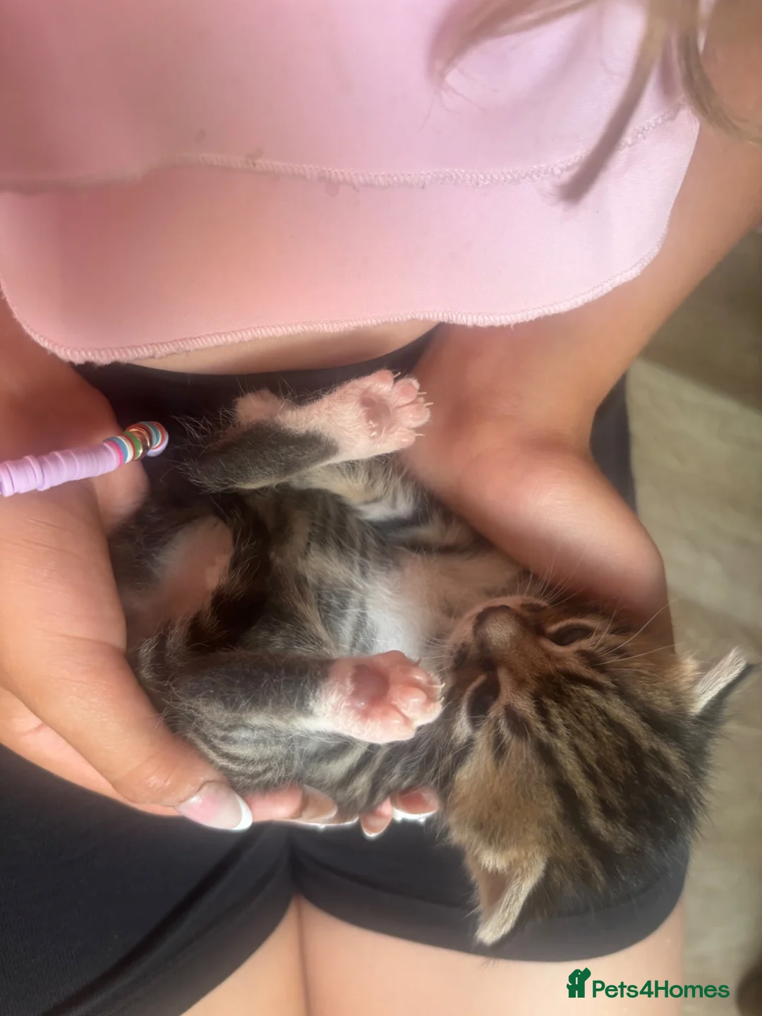 Mixed Breed cats for sale: 2 F & 2M mixed tabby kittens ready from September  in Bournemouth - Advert 7