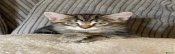 Mixed Breed cats for sale: Tabby Kitten (male, ready to go) - Advert 4