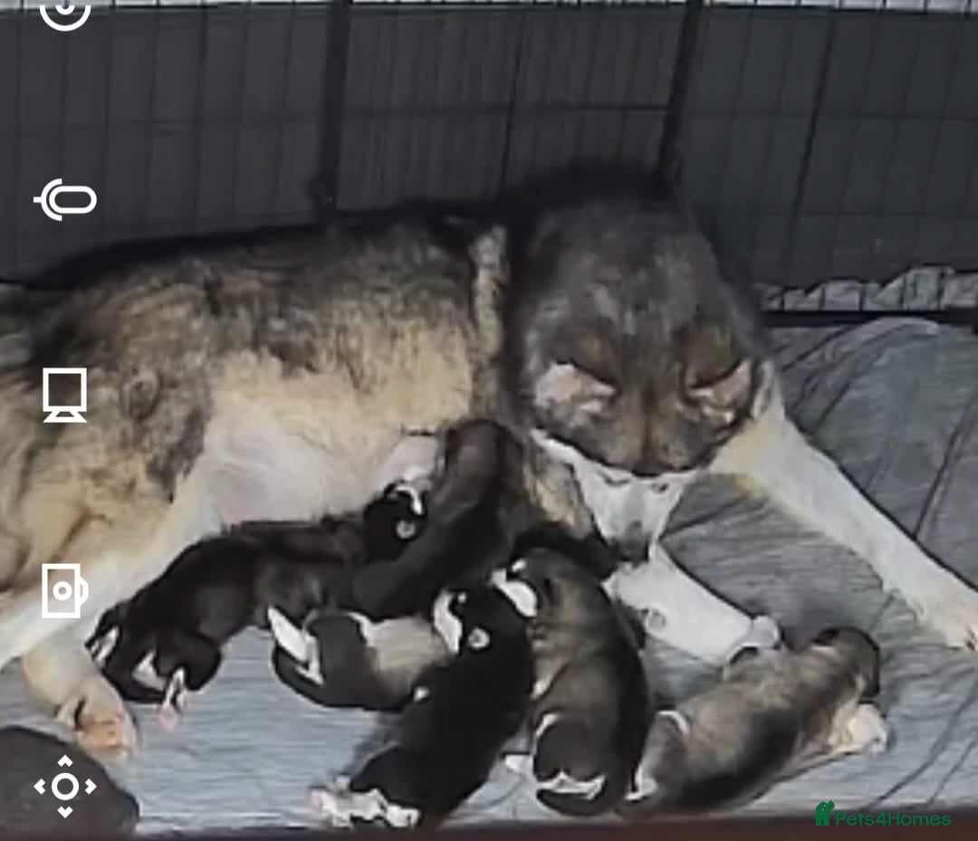 Alaskan Malamute dogs Kc registered alaskan malamute puppy's  - Advert 2