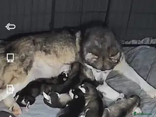 Alaskan Malamute dogs Kc registered alaskan malamute puppy's - Advert 2