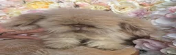 Angora rabbits for sale:  Super fluffy baby teddywidders   - Advert 10