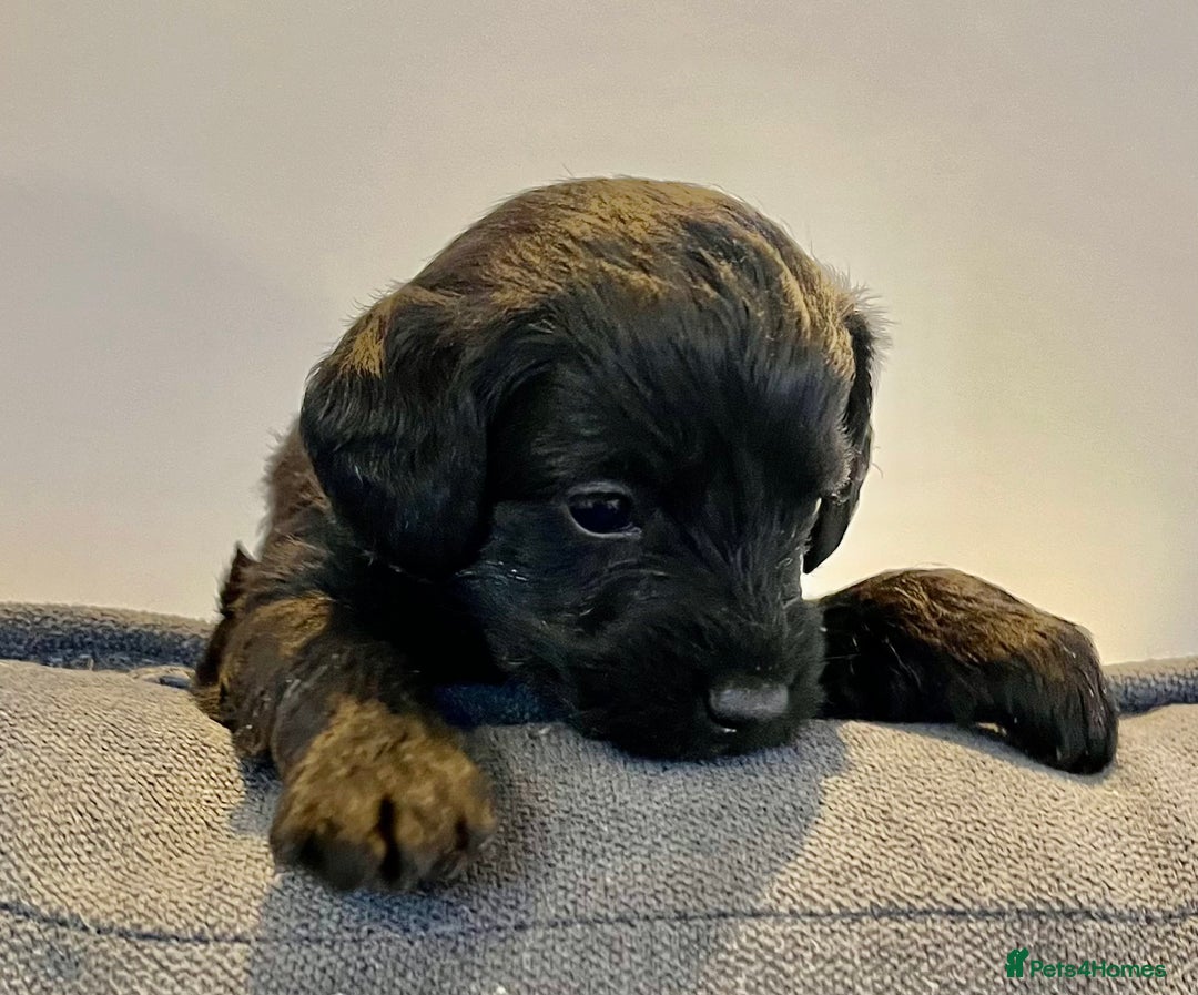 Jackapoo dogs for sale: Jackapoo Puppies - Advert 8