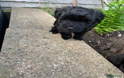 Schnoodle dogs for sale: LAst GIRL REDUCED READY NOW  - Image 32
