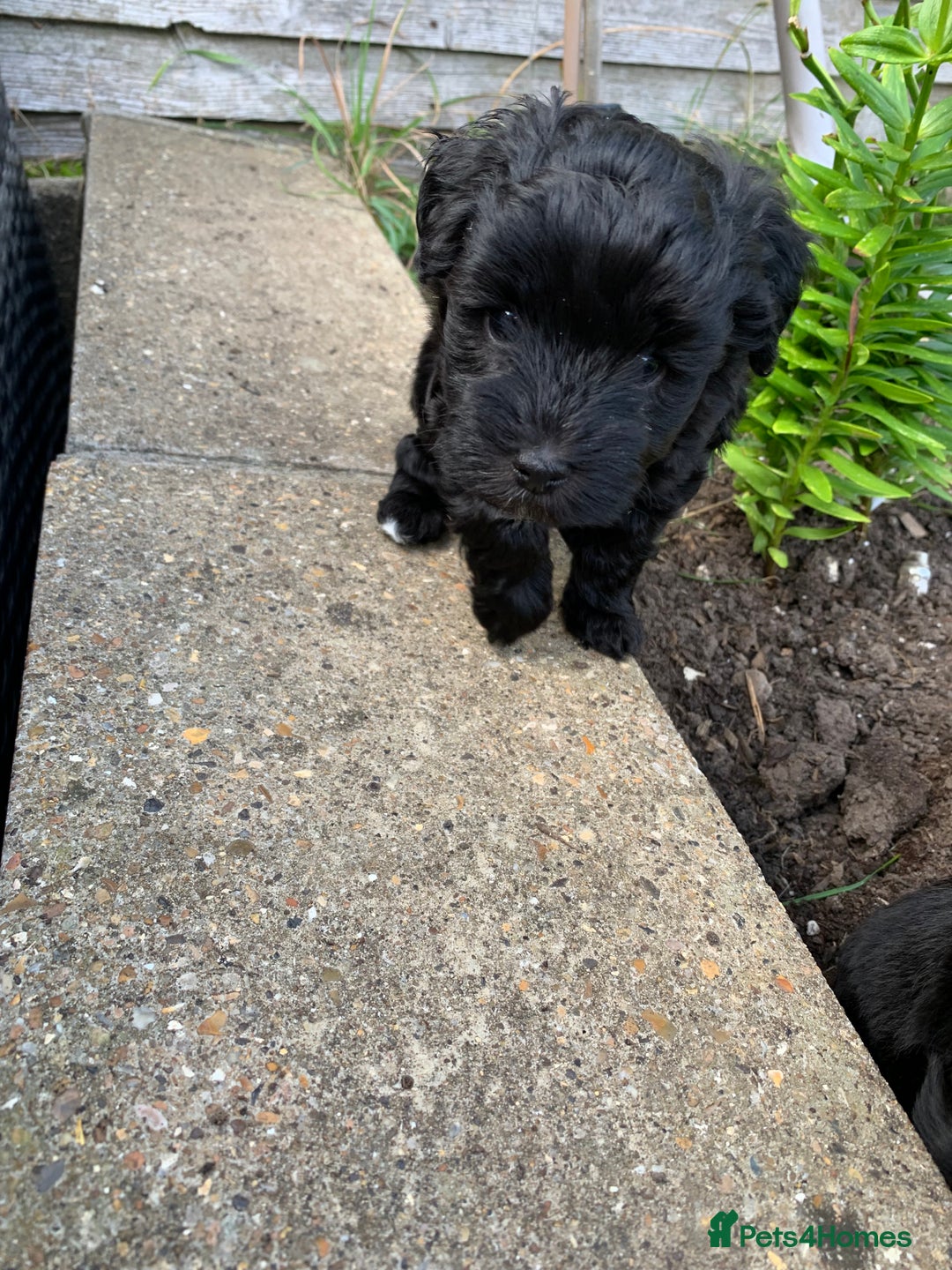 Schnoodle dogs for sale: LAst GIRL REDUCED READY NOW  - Image 32
