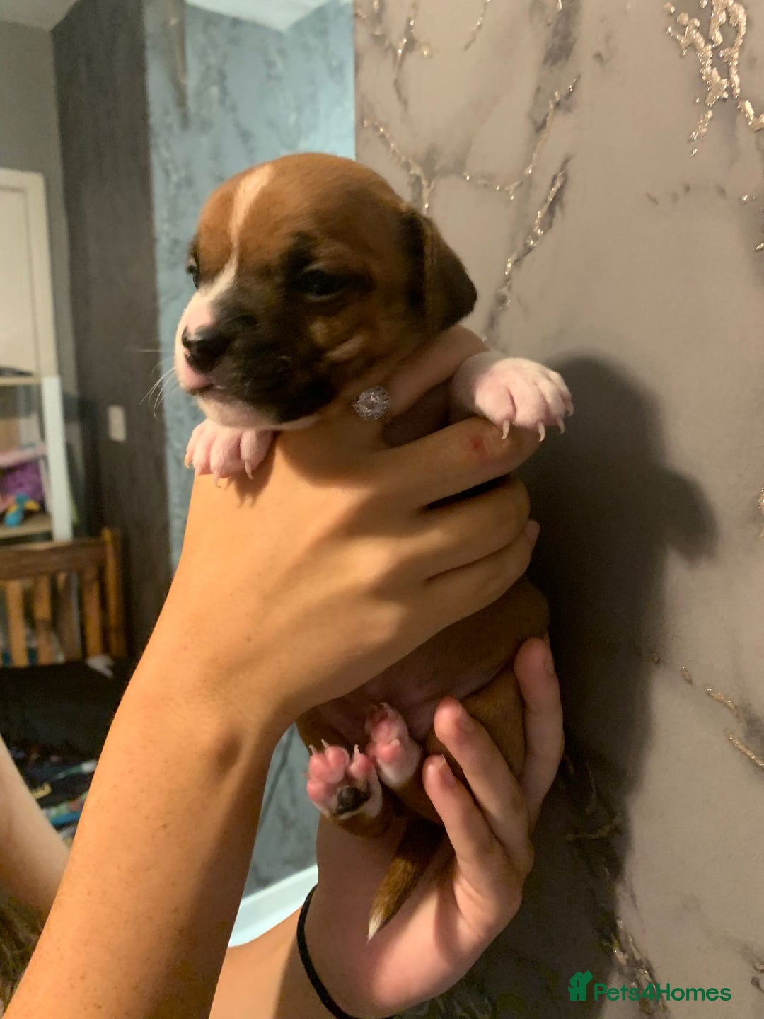 Jug dogs for sale: Beautiful litter of jack russle x jug - Image 23