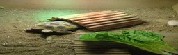 Tortoise reptiles for sale: Tortoise  - Advert 4