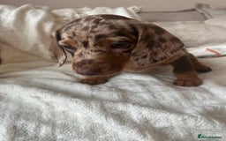 Miniature Dachshund dogs for sale: Miniature dachshunds - Image 5