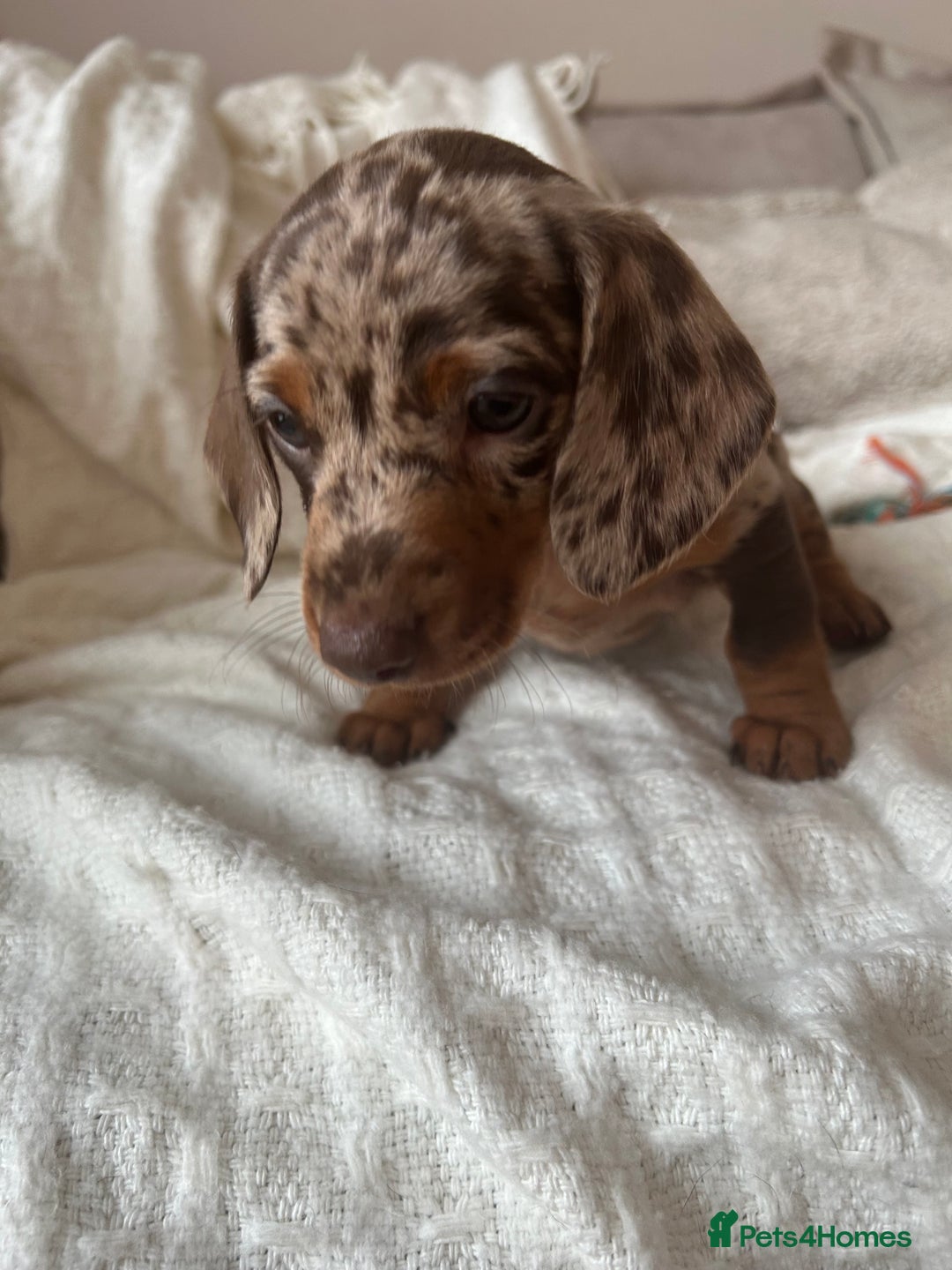 Miniature Dachshund dogs for sale: Miniature dachshunds - Image 5