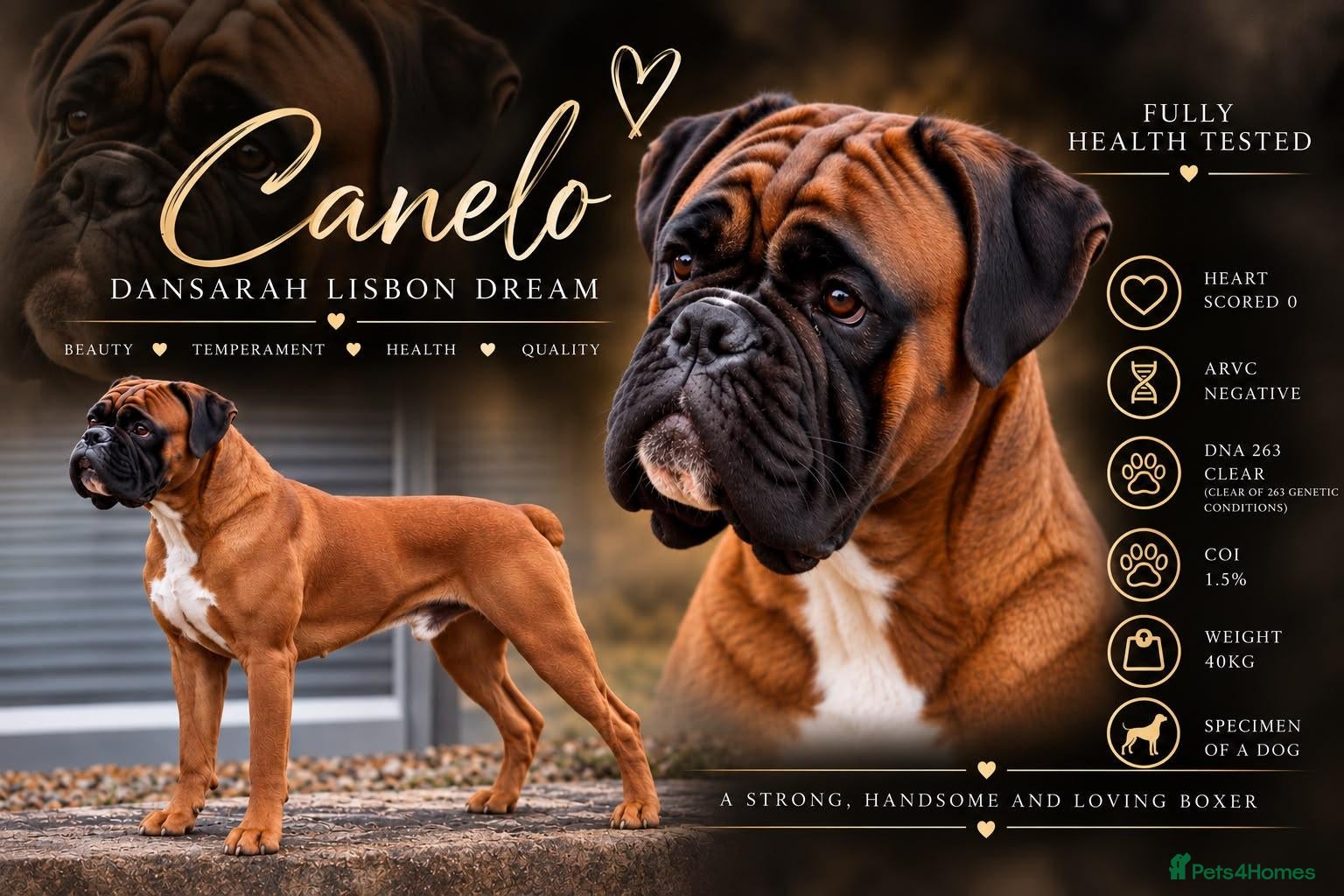 Boxer dogs PROVEN KC REG 0 HEART SCORE BOXER STUD - Advert 7