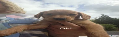 Goldador 5