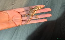 Bearded Dragon reptiles for sale: Bearded Dragon babies - Advert 3
