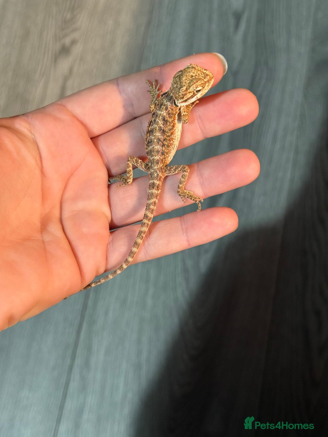Bearded Dragon reptiles for sale: Bearded Dragon babies - Advert 3