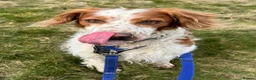 Brittany Spaniel dogs for adoption: Ronnie, 3-year old Brittany male - Advert 10