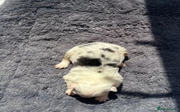 Australian Shepherd dogs for sale: KC registered Australian Shepard puppies - Image 10