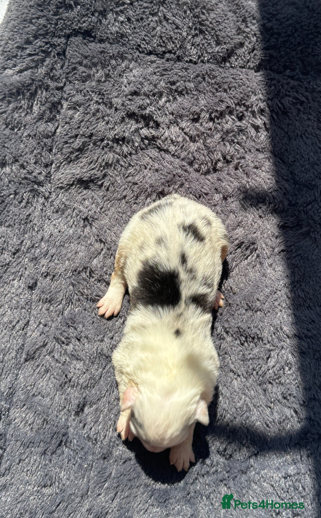 Australian Shepherd dogs for sale: KC registered Australian Shepard puppies - Image 10