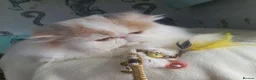 Persian cats for sale: Gorgeous Persian girl  - Advert 3